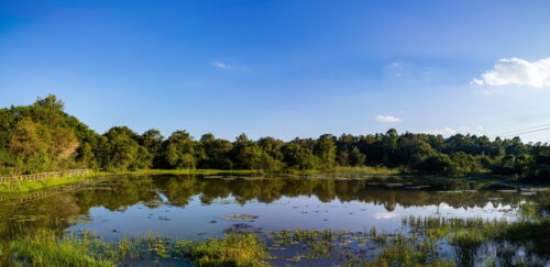 A pond surrounded by lush green trees under a clear blue sky.