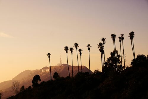 Photo of palm trees and the Hollywood sign in California